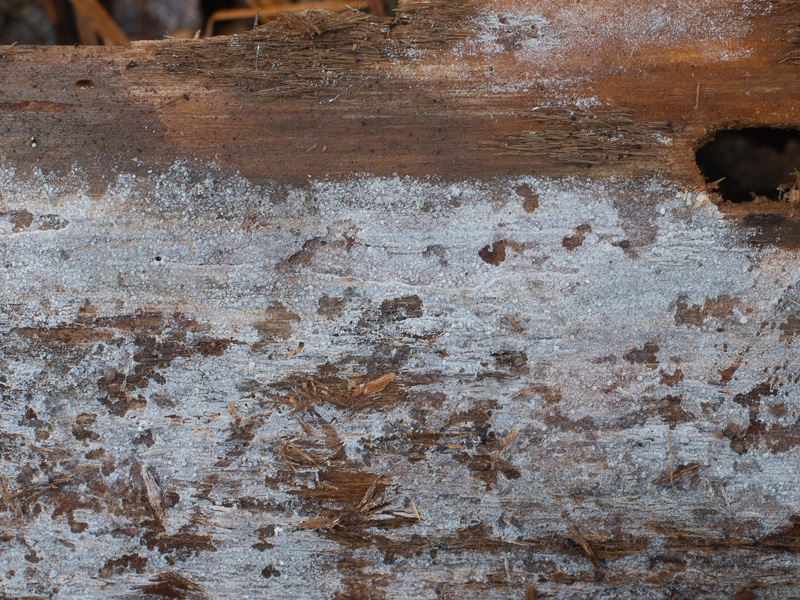 Boidinia furfuracea Boidinia furfuracea